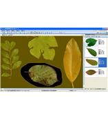 LA-S型植物葉面積、病斑、蟲損、葉色分檔分析儀系統(tǒng)